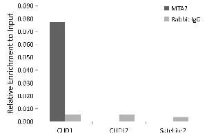 Chromatin Immunoprecipitation (ChIP) image for anti-Metastasis Associated 1 Family, Member 2 (MTA2) antibody (ABIN1679683)