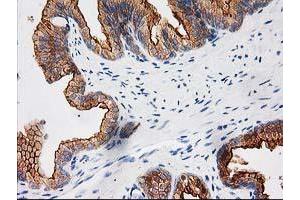 Image no. 5 for anti-BAI1-Associated Protein 2 (BAIAP2) antibody (ABIN1496805) (BAIAP2 抗体)