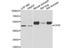 Western blot analysis of extracts of various cell lines, using CHIA antibody. (CHIA 抗体)