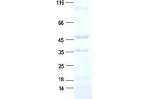 Validation with Western Blot (AFMID Protein (His tag))