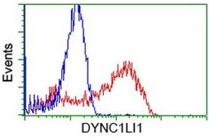 HEK293T cells transfected with either RC222010 overexpress plasmid (Red) or empty vector control plasmid (Blue) were immunostained by anti-DYNC1LI1 antibody (ABIN2452969), and then analyzed by flow cytometry. (DYNC1LI1 抗体)