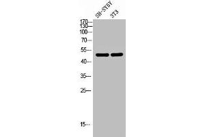 Western blot analysis of SH-SY5Y 3T3 lysis using LPAAT-θ antibody.