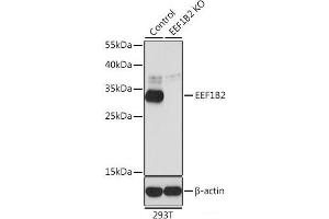 Western blot analysis of extracts from normal (control) and EEF1B2 knockout (KO) 293T cells using EEF1B2 Polyclonal Antibody at dilution of 1:1000. (EEF1B2 抗体)