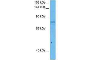 Host:  Mouse  Target Name:  CUL5  Sample Tissue:  Mouse Testis  Antibody Dilution:  1ug/ml (Cullin 5 抗体  (C-Term))