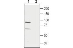 Luteinizing Hormone/Choriogonadotropin Receptor (LHCGR) peptide