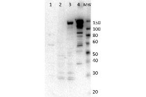 Western Blot of Rabbit anti-Myosin-6 antibody. (MYH6 抗体)