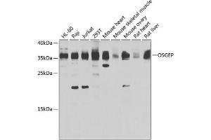 Western blot analysis of extracts of various cell lines, using OSGEP antibody (ABIN6132930, ABIN6145068, ABIN6145069 and ABIN6223362) at 1:1000 dilution. (OSGEP 抗体  (AA 1-335))
