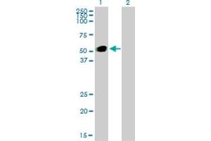 Western Blot analysis of GATA2 expression in transfected 293T cell line by GATA2 monoclonal antibody (M01), clone 2D11. (GATA2 抗体  (AA 1-102))