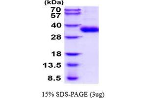 SDS-PAGE (SDS) image for Granzyme H (Cathepsin G-Like 2, Protein H-CCPX) (GZMH) (AA 19-246) protein (His tag) (ABIN6387823)