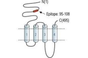 anti-Cholinergic Receptor, Nicotinic, beta 4 (Neuronal) (CHRNB4) (AA 95-108), (Extracellular), (N-Term) antibody