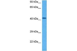 Western Blotting (WB) image for anti-Actin, beta (ACTB) (Middle Region) antibody (ABIN2778644)