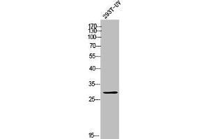 Western Blot analysis of 293T-UV cells using Olfactory receptor 10T2 Polyclonal Antibody