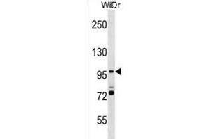 SMG5 Antibody (C-term) (ABIN1537651 and ABIN2838357) western blot analysis in WiDr cell line lysates (35 μg/lane). (SMG5 抗体  (C-Term))