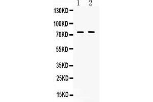 Western blot analysis of TRF2 expression in rat thymus extract ( Lane 1) and COLO320 whole cell lysates ( Lane 2). (TRF2 抗体  (AA 81-287))