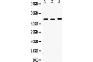 Anti- CD46 Picoband antibody, Western blotting All lanes: Anti CD46  at 0. (CD46 抗体  (C-Term))