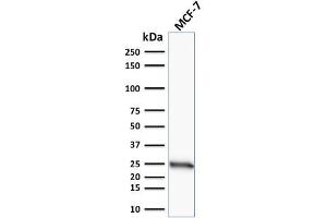 Western Blot Analysis of human MCF-7 cell lysate using Bcl-2 Mouse Monoclonal Antibody (100/D5). (Bcl-2 抗体  (AA 41-54))