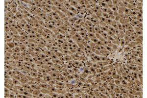 ABIN6272485 at 1/100 staining Mouse liver tissue by IHC-P. (SFT2D3 抗体  (N-Term))