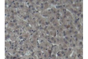 IHC-P analysis of Pig Liver Tissue, with DAB staining. (C3 抗体  (AA 23-300))