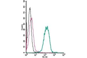 Cell surface detection of EphA4 by indirect flow cytometry in live intact human THP-1 monocytic leukemia cell line: (black line) Cells. (EPH Receptor A4 抗体  (Extracellular, N-Term))