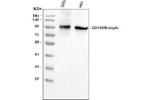Western blot analysis of CD105/ENG using anti-CD105/ENG antibody (ABIN5518816). (Endoglin 抗体  (Middle Region))