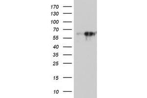 Western Blotting (WB) image for anti-Monoamine Oxidase A (MAOA) (AA 249-484) antibody (ABIN1491269) (Monoamine Oxidase A 抗体  (AA 249-484))