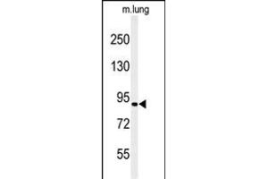 Western blot analysis of H6PD Antibody (C-term) (ABIN651229 and ABIN2840142) in mouse lung tissue lysates (35 μg/lane). (Glucose-6-Phosphate Dehydrogenase 抗体  (C-Term))