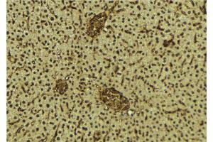 ABIN6272258 at 1/100 staining Mouse liver tissue by IHC-P. (BRD3 抗体  (C-Term))