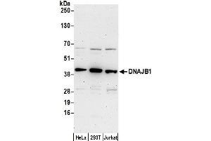 Western Blotting (WB) image for anti-DnaJ (Hsp40) Homolog, Subfamily B, Member 1 (DNAJB1) (AA 290-340) antibody (ABIN7449718)