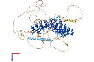 ARVCF Protein (AA 1-962) (His tag)