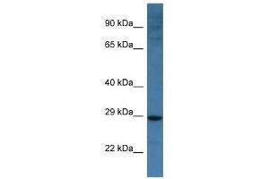 Western Blot showing Bnip3l antibody used at a concentration of 1. (BNIP3L/NIX 抗体  (Middle Region))