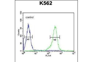 Flow cytometric analysis of K562 cells (right histogram) compared to a negative control cell (left histogram). (RBM43 抗体  (N-Term))