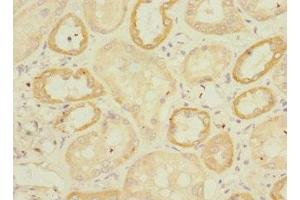 Immunohistochemistry of paraffin-embedded human kidney tissue using ABIN7151626 at dilution of 1:100 (Endomucin 抗体  (AA 19-135))