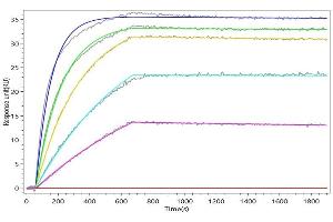 IL6R Recombinant Monoclonal Antibody  captured on Protein A Chip can bind Recombinant Macaca fascicularis IL6R with an affinity constant of 0.