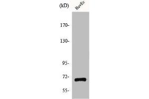 Western Blot analysis of COLO205 cells using GPR107 Polyclonal Antibody (GPR17 抗体  (Internal Region))