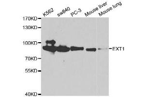 Western blot analysis of extracts of various cell lines, using EXT1 antibody. (EXT1 抗体  (AA 467-746))