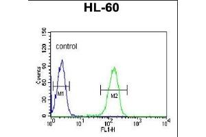 PLV Antibody (Center) 9378c flow cytometric analysis of HL-60 cells (right histogram) compared to a negative control cell (left histogram).