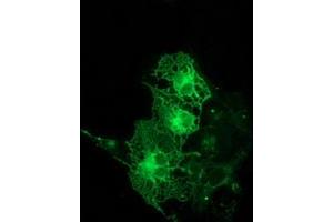 Anti-PRKCE mouse monoclonal antibody (ABIN2454195) immunofluorescent staining of COS7 cells transiently transfected by pCMV6-ENTRY PRKCE (RC217702). (PKC epsilon 抗体)