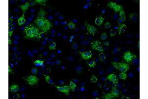 Image no. 1 for anti-Fumarylacetoacetate Hydrolase Domain Containing 2A (FAHD2A) antibody (ABIN1498182) (FAHD2A 抗体)