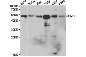Western Blotting (WB) image for anti-Hydroxymethylbilane Synthase (HMBS) antibody (ABIN1873037) (HMBS 抗体)
