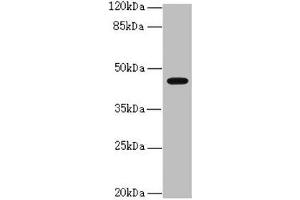 Western blot All lanes: RFPL2 antibody at 3. (RFPL2 抗体  (AA 99-378))