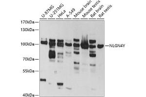 Western blot analysis of extracts of various cell lines, using NLGN4Y antibody (ABIN6133011, ABIN6144652, ABIN6144653 and ABIN6220667) at 1:1000 dilution. (Neuroligin Y 抗体  (AA 122-256))