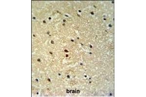 PROX-1- Antibody (ABIN650693 and ABIN2839113) IHC analysis in formalin fixed and paraffin embedded human brain tissue followed by peroxidase conjugation of the secondary antibody and DAB staining. (PROX1 抗体  (AA 492-520))