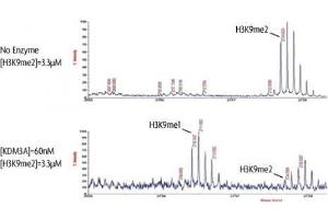 JMJD1A / KDM3A activity assay.