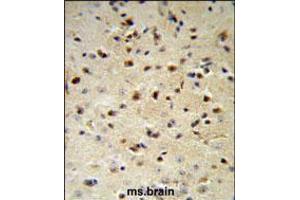 YWHAZ Antibody IHC analysis in formalin fixed and paraffin embedded mouse brain followed by peroxidase conjugation of the secondary antibody and DAB staining. (14-3-3 zeta 抗体  (AA 65-93))