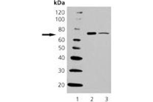 Western Blotting (WB) image for anti-Heat Shock 70kDa Protein 6 (HSP70B') (HSPA6) (C-Term) antibody (ABIN7211463) (HSPA6 抗体  (C-Term))