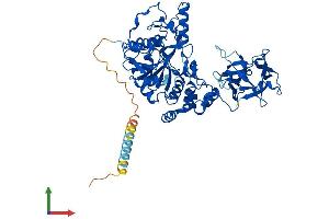Protein Structure (PS) image for UDP-N-Acetyl-alpha-D-Galactosamine:polypeptide N-Acetylgalactosaminyltransferase 4 (GalNAc-T4) (GALNT4) (AA 1-578) protein (His tag) (ABIN7554002)