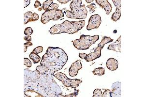 IHC analysis of SERAC1 using anti-SERAC1 antibody (ABIN7602709).