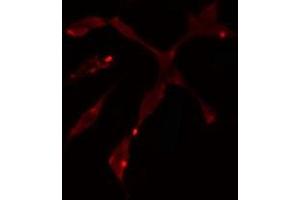 ABIN6275066 staining  Hela cells by IF/ICC. (POLD1 抗体  (C-Term))