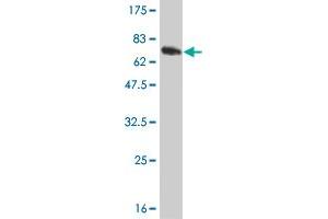 Western Blot detection against Immunogen (66. (ZNF24 抗体  (AA 1-368))