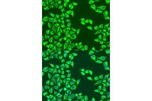 Immunofluorescence analysis of U2OS cells using LRPPRC antibody.